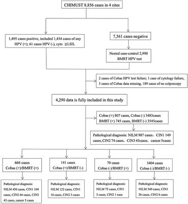 Frontiers | Comparison Of Cycle Threshold Values Of The Cobas HPV Test ...